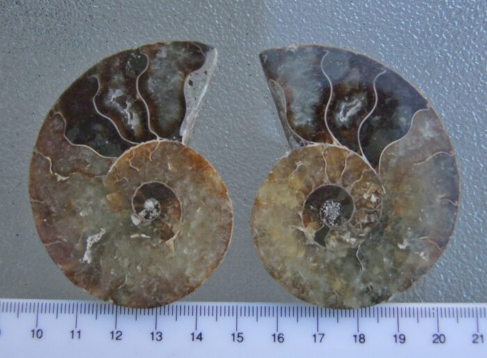 Ammonite Pair