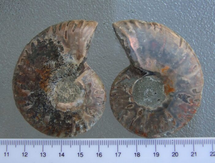 Ammonite Pair - Image 2