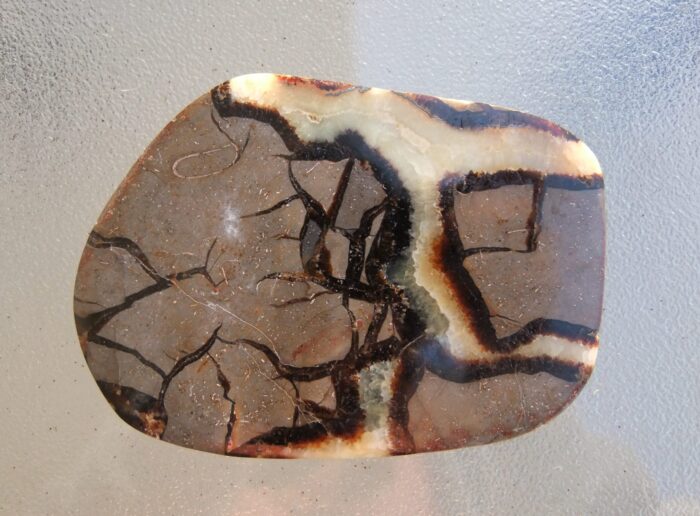 Large Septarian Slice