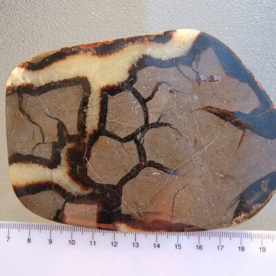 Large Septarian Slice