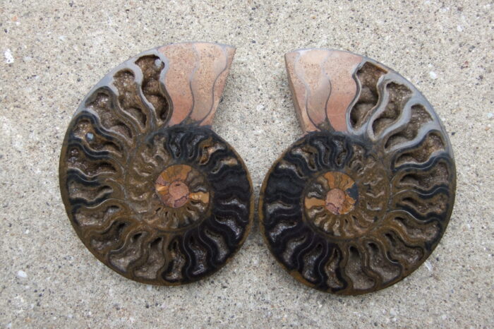 Black Ammonite Pair