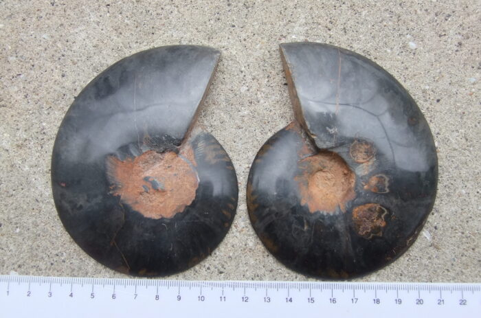 Black Ammonite Pair - Image 2