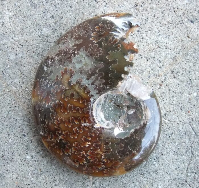 RARE FULL Polished Ammonite with Intact Mouth - Image 2