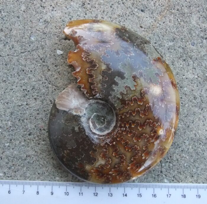 RARE FULL Polished Ammonite with Intact Mouth