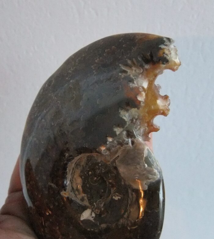 RARE FULL Polished Ammonite with Intact Mouth - Image 3