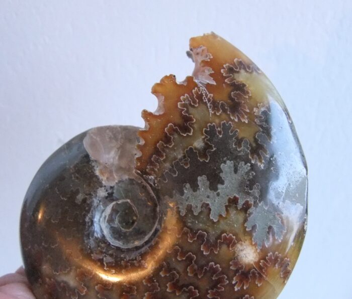 RARE FULL Polished Ammonite with Intact Mouth - Image 4