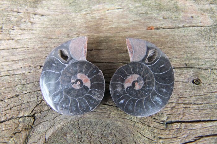 Small Black Ammonite Pair
