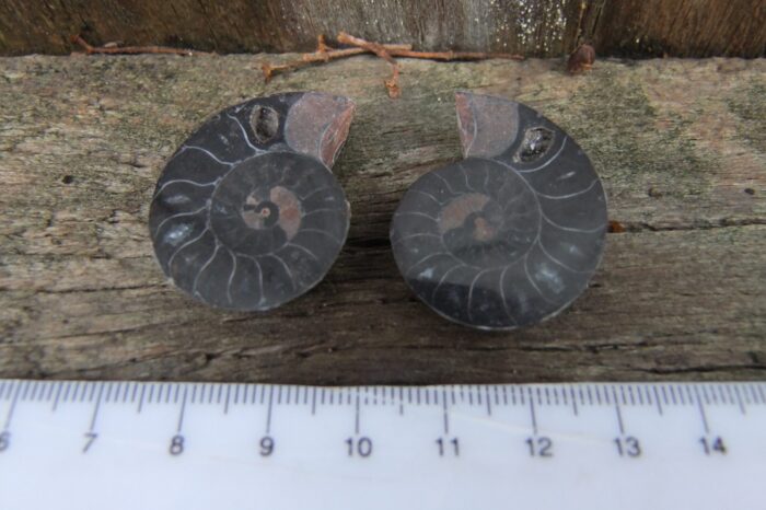 Small Black Ammonite Pair - Image 2