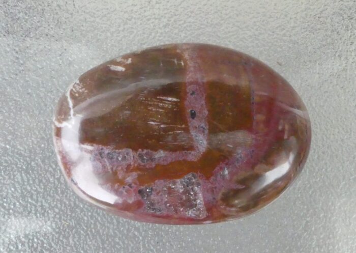 Polished Petrified Wood