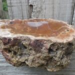 STUNNING Semi Polished Petrified Wood Dish
