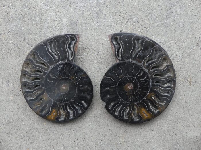 Black Ammonite Pair
