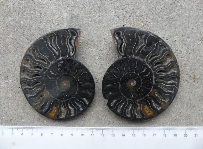 Black Ammonite Pair - Image 3