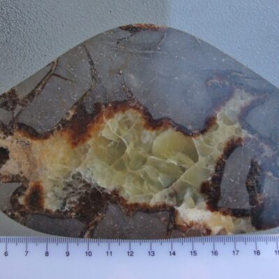 Septarian Slice