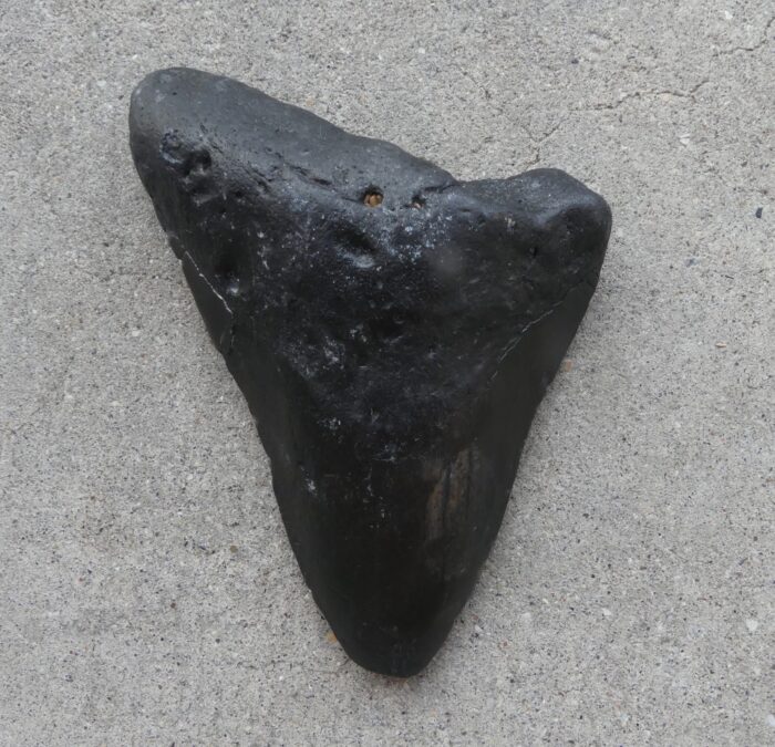 Megalodon Shark Tooth  207gm - Image 4