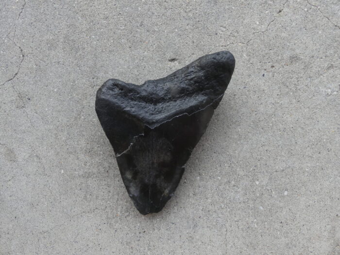 Megalodon Shark Tooth  207gm - Image 3