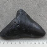 Megalodon Shark Tooth  207gm