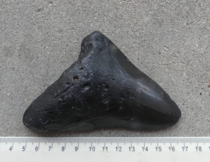 Megalodon Shark Tooth  207gm - Image 2