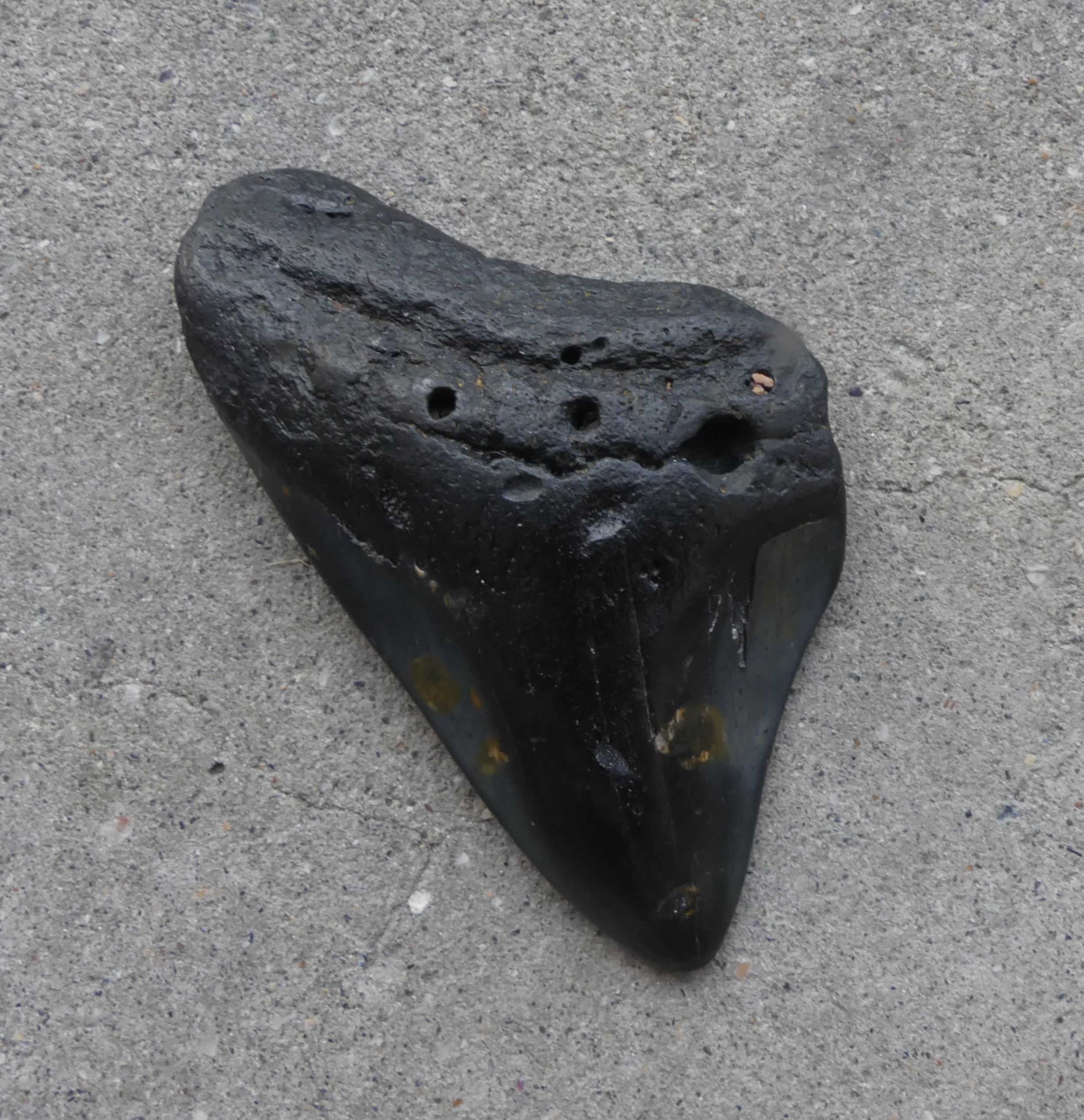 Megalodon Shark Tooth 77gm – Crystal Visions NZ