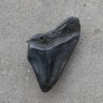 Megalodon Shark Tooth   77gm