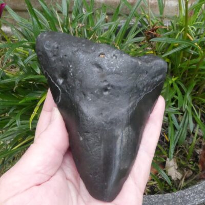 Megalodon Shark Tooth  207gm