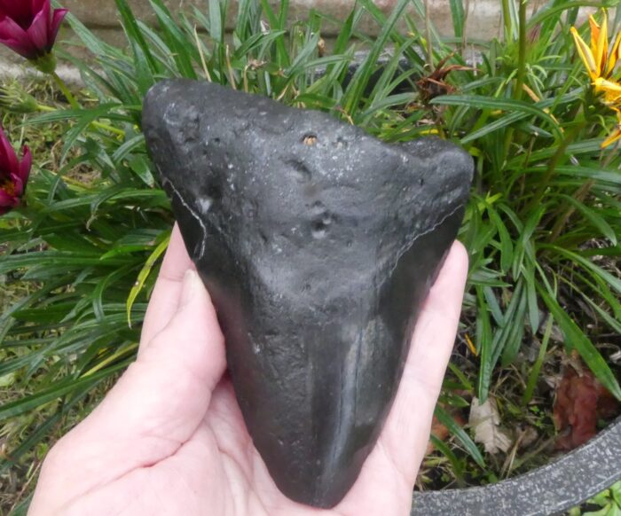 Megalodon Shark Tooth  207gm