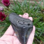 Megalodon Shark Tooth   77gm